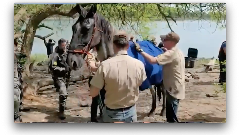 Drowning horse saved at New York City beach