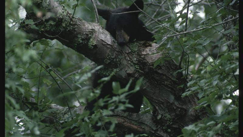 Black bear resting in a tree