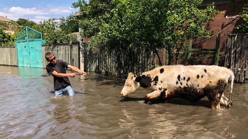 Man evacuates cow, Kherson, Ukraine, June 6, 2023