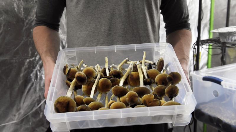Psychedelic mushrooms grown in Denver, Colorado