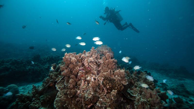 Coral reefs of Zanzibar, TANZANIA