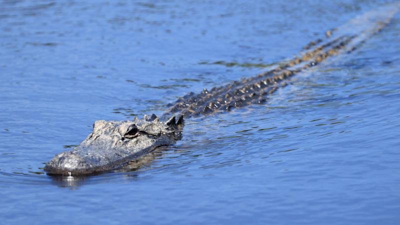 Alligator, South Carolina, May 17, 2021