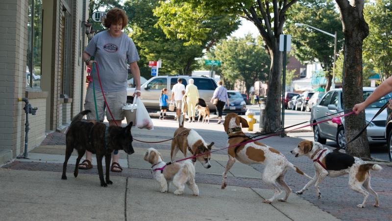 Pedestrians walking their dogs in Alexandria, Virginia
