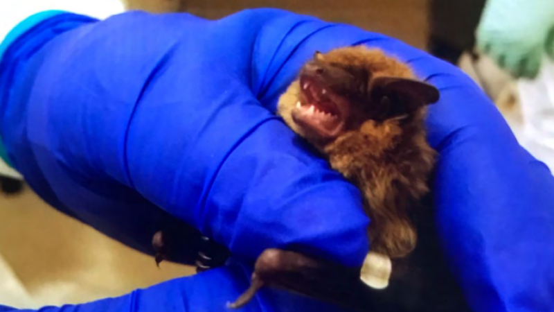 Bat infected with SARS-CoV-2