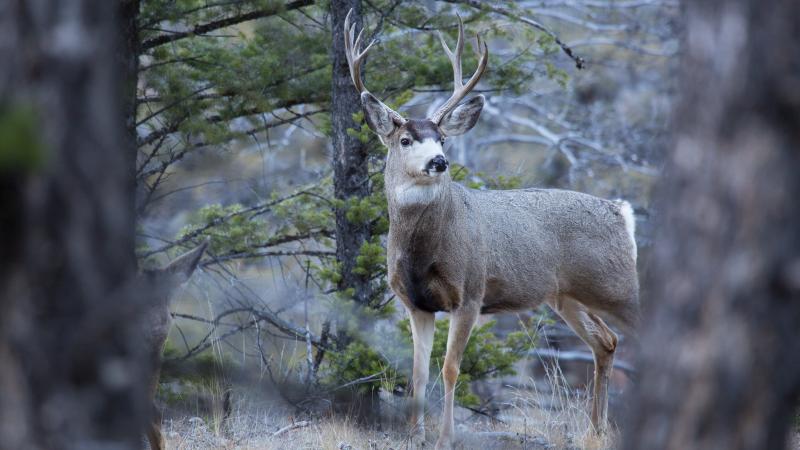 Mule deer buck, Yellowstone National Park