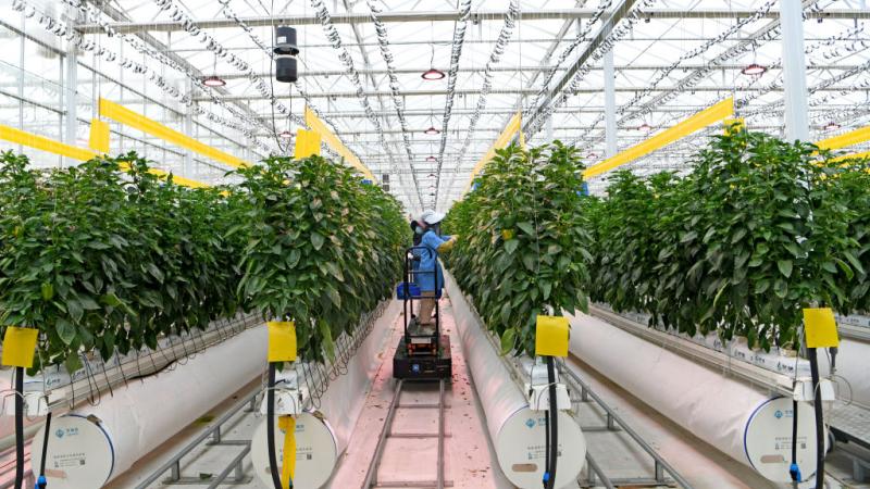 Hydroponic greenhouse