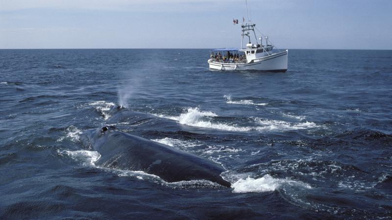 North Atlantic Right Whale, New Brunswick, Canada