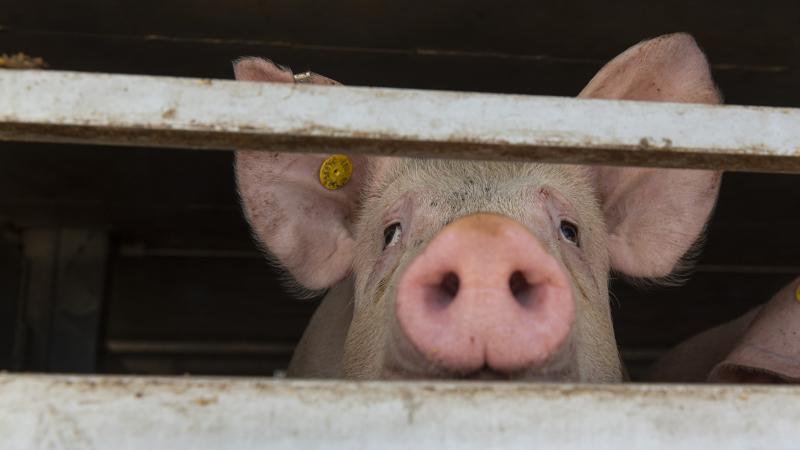 A pig awaits its fate at a slaughterhouse 