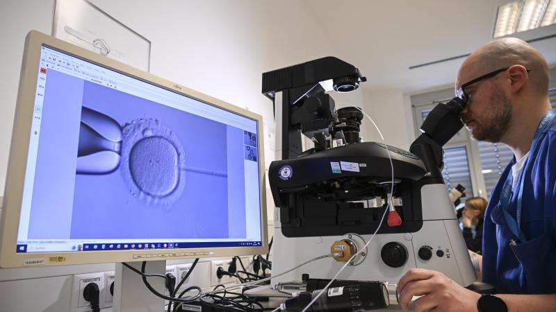 IVF fertilization, Berlin, Germany, Jan. 17, 2024