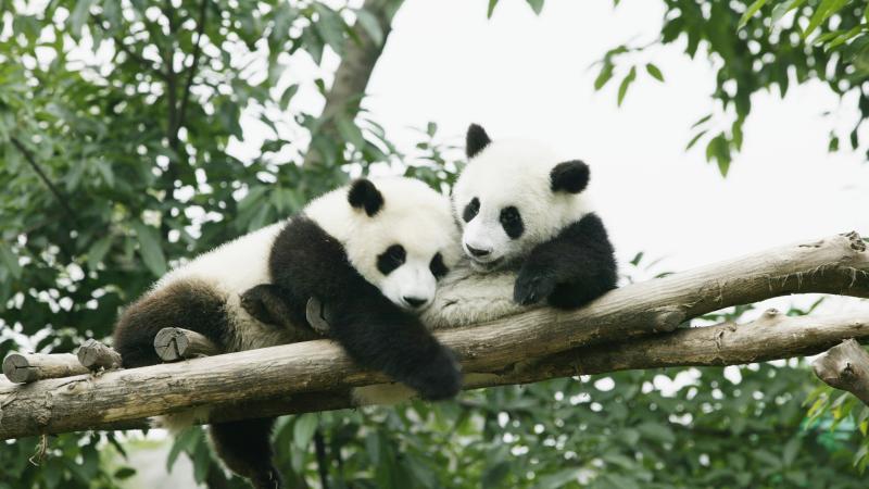 Pandas