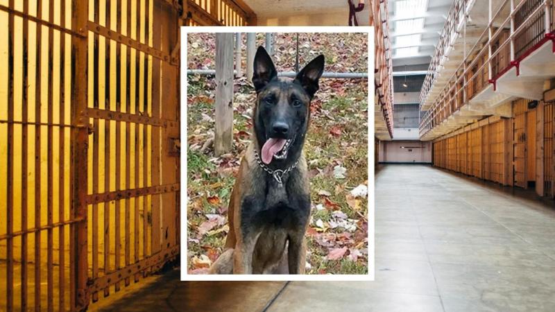 Rivan dog, Prison, JTN Edit