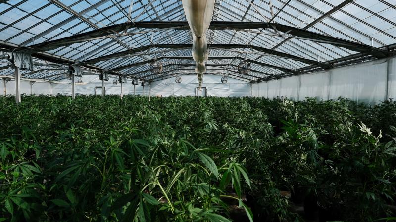 Rows of cannabis growing in a greenhouse.