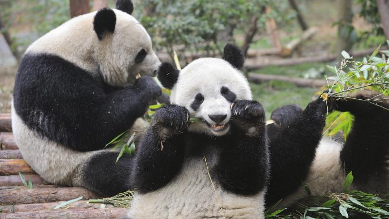 Panda bears