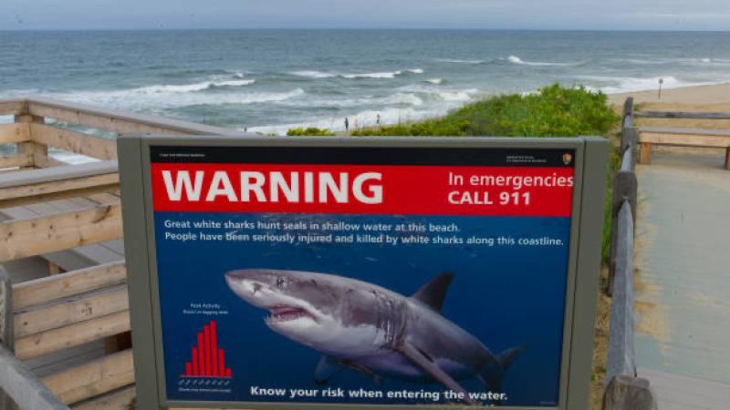 Shark warning 