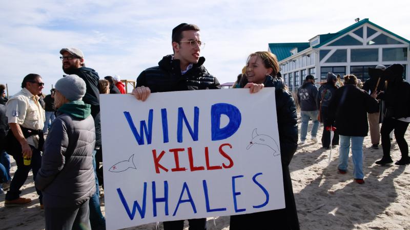 wind and whales