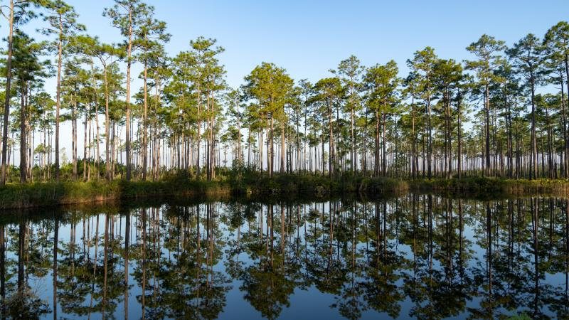 Okefenokee