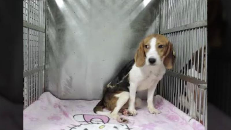 Beagle puppy in federally funded Chinese experiments