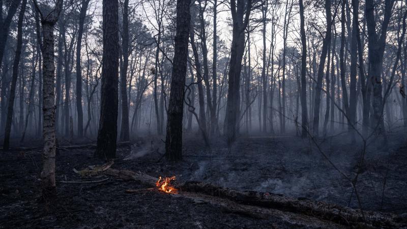 A tree smoulders on fire after a wildfire on April 24, 2025, in Waretown, New Jersey. A wildfire that officials say could end up being the largest in New Jersey in the past 20 years continues to burn
