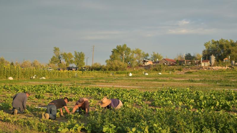 farm workers