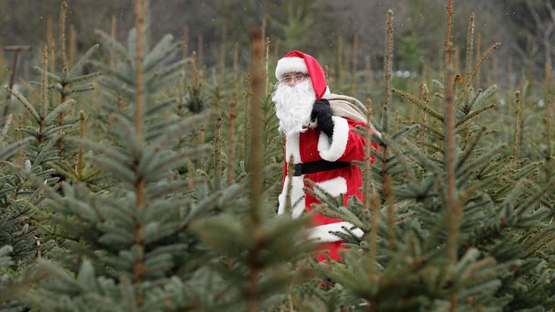 Santa Clause among Christmas trees