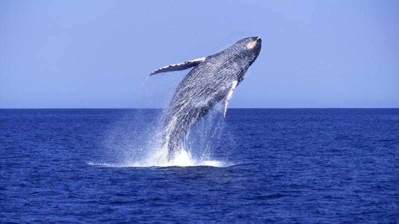 whale