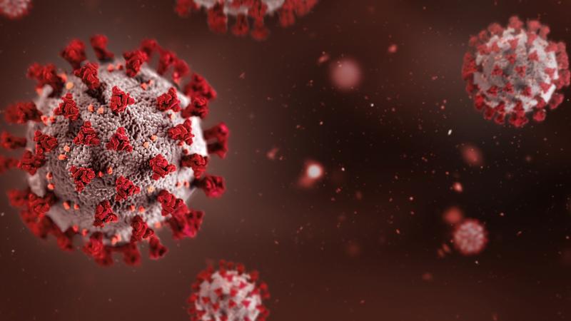 Ebola virus particles