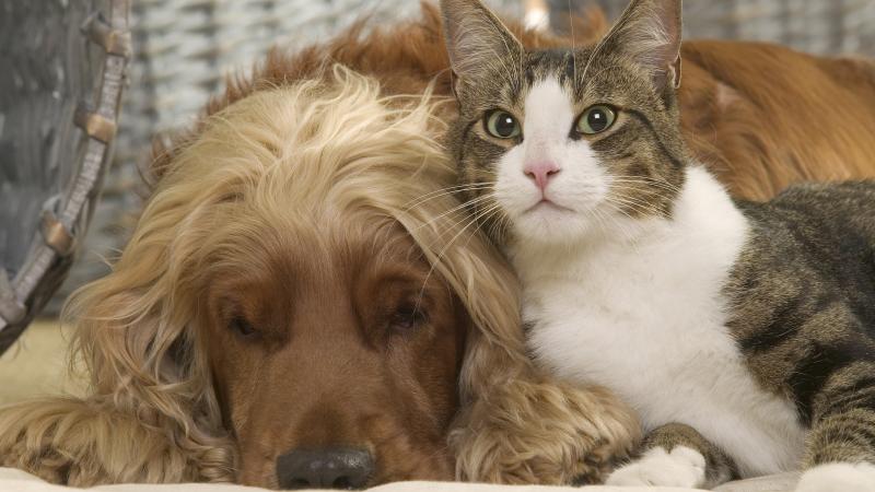 Cat and Dog
