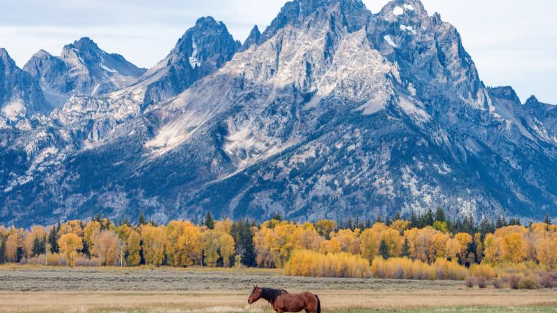 Grand Teton