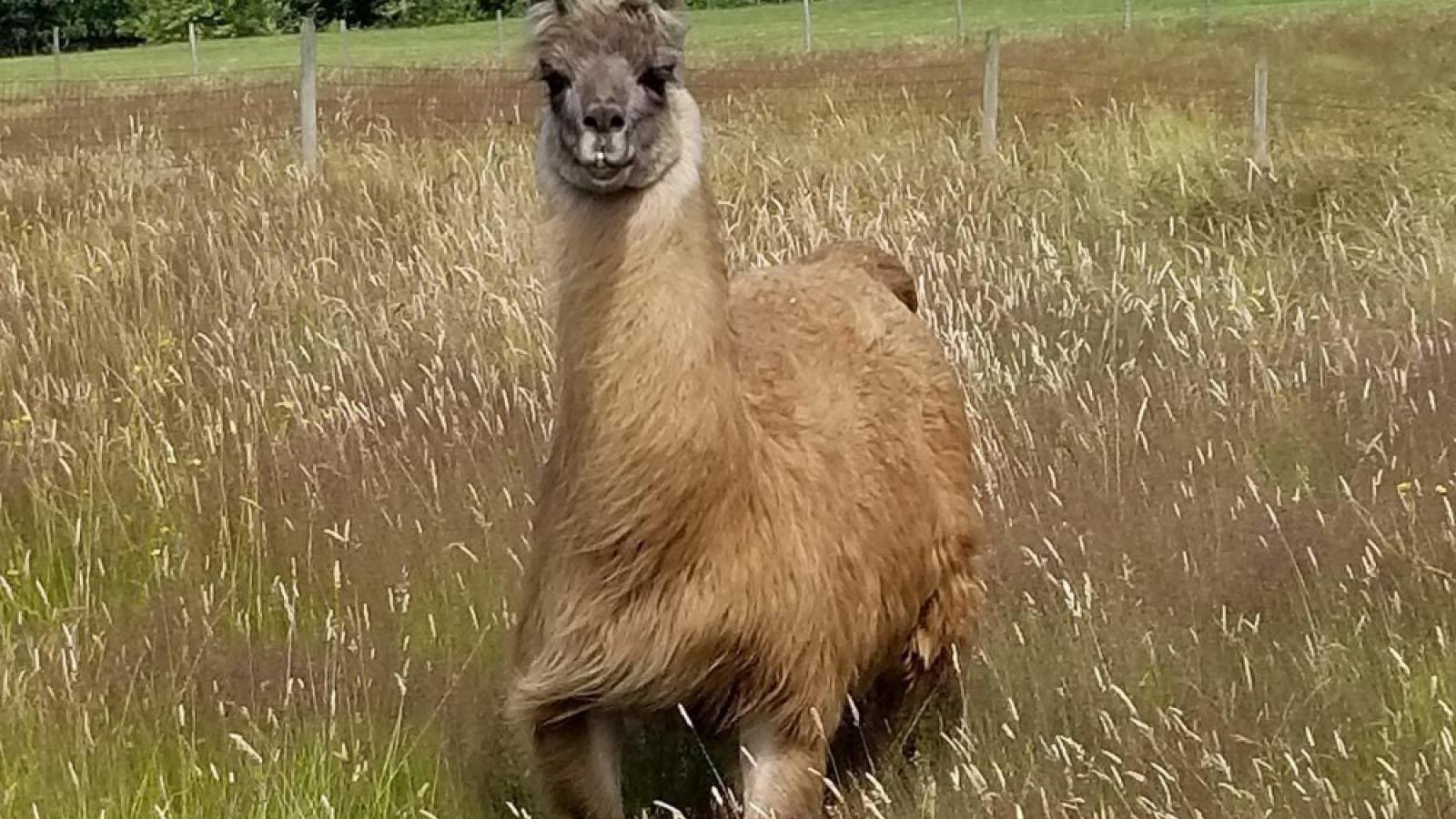 Cormac the llama