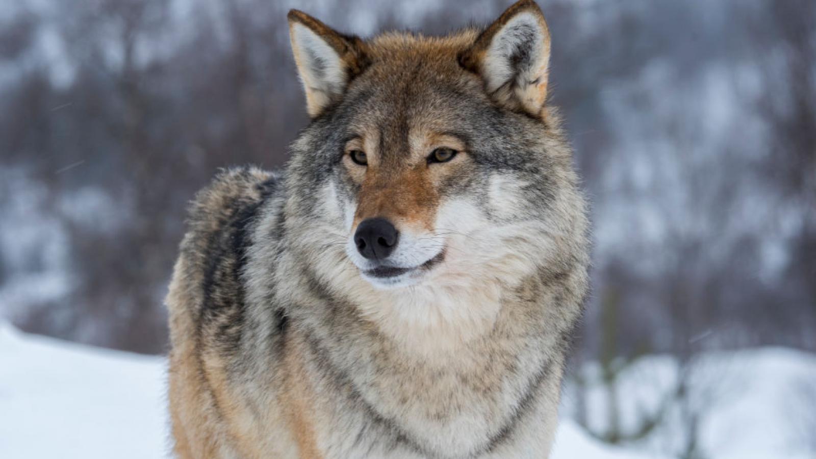 Over 200 gray wolves killed in three days in Wisconsin after taken off ...