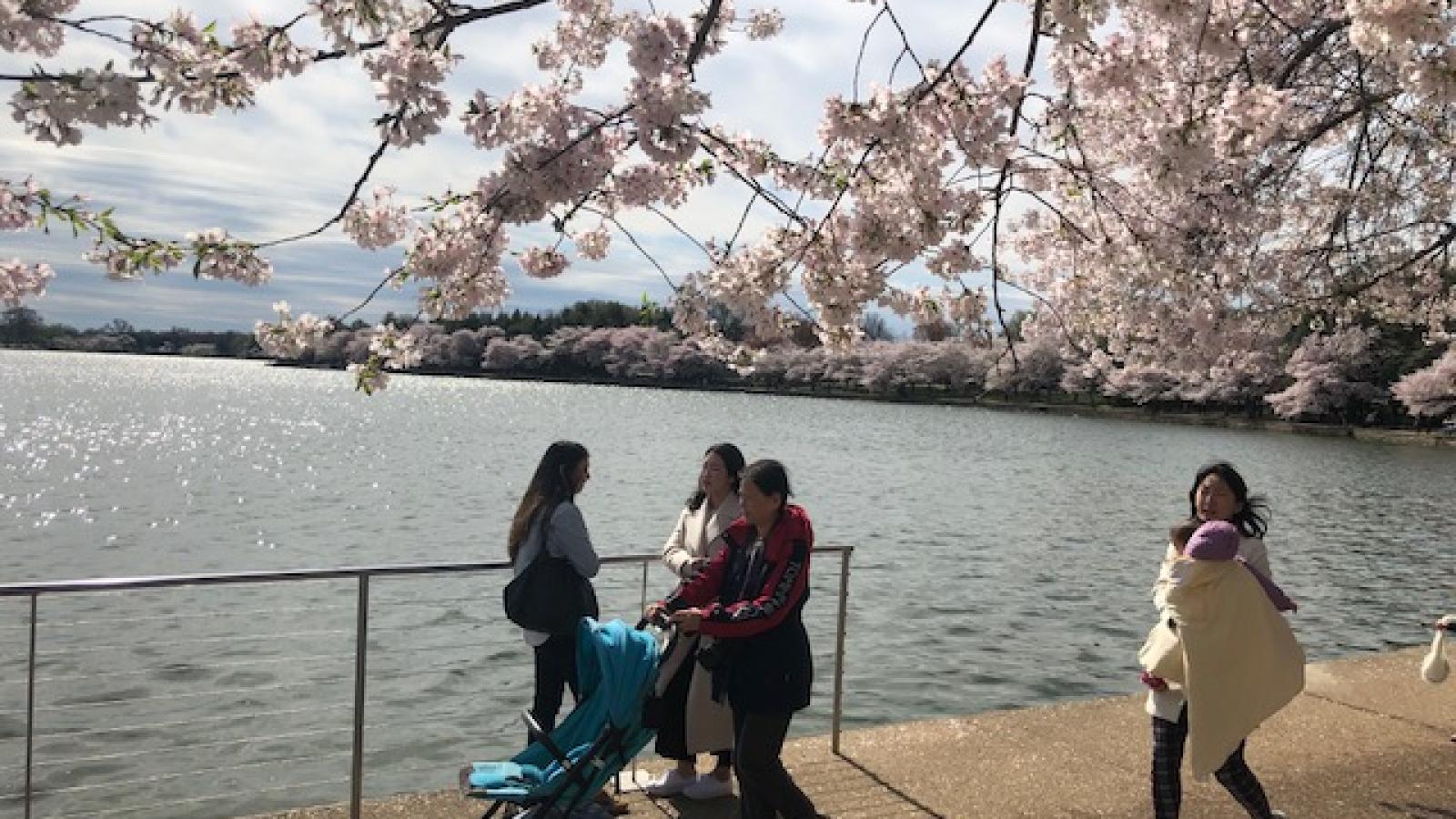 cherry blossoms