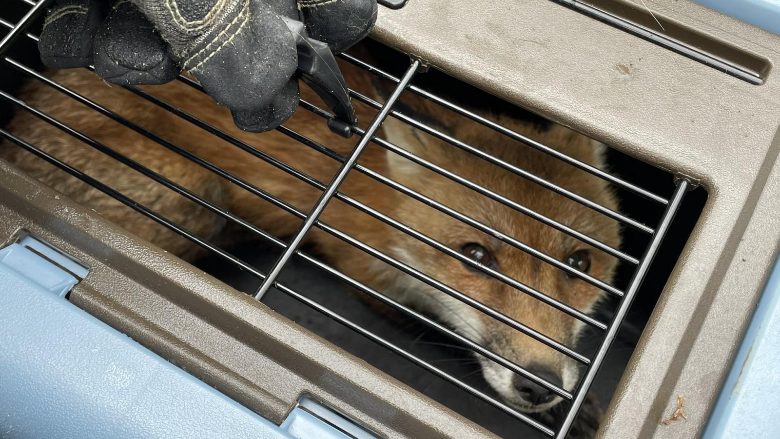 Fox, Capitol Hill, April 5, 2022