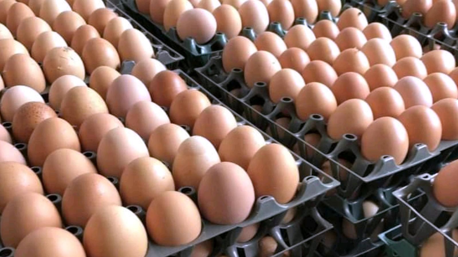 Eggs