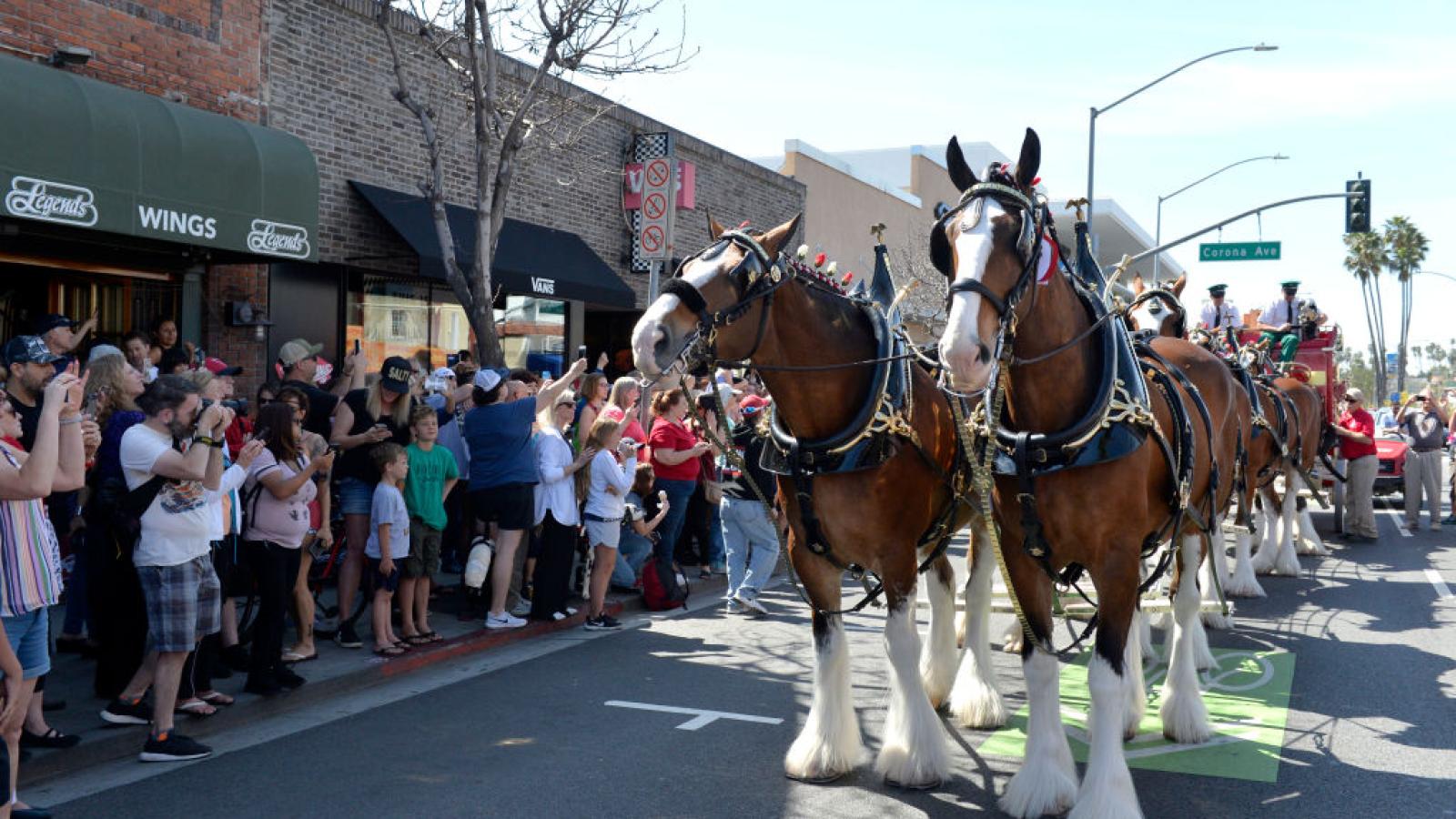Budweiser Clydesdales