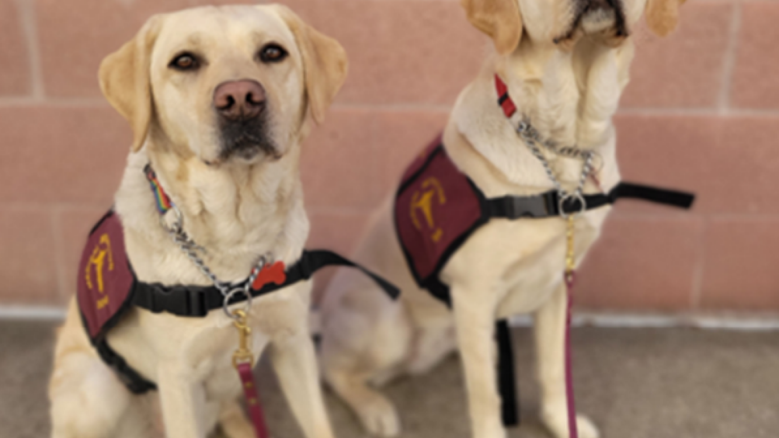 COVID-sniffing dogs