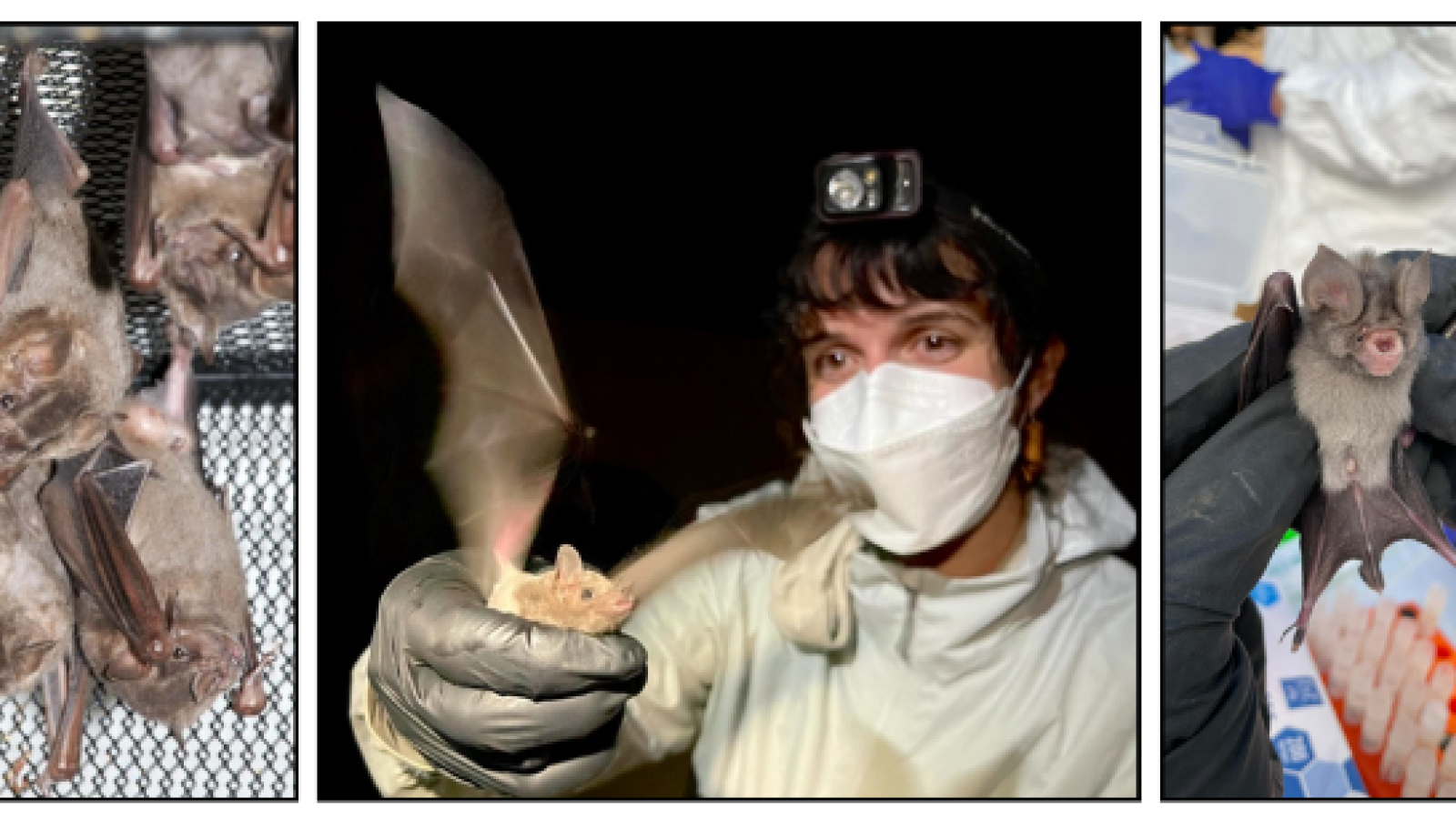 Photos of Colorado State University’s experiments on bats
