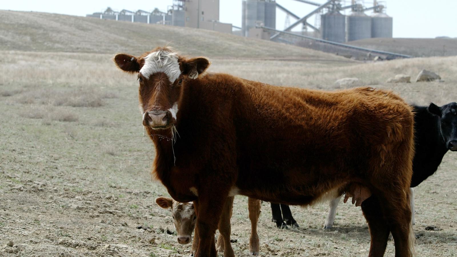 coal and cattle