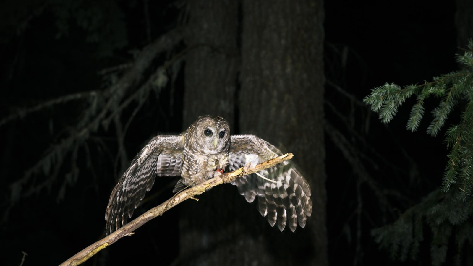 spotted owl