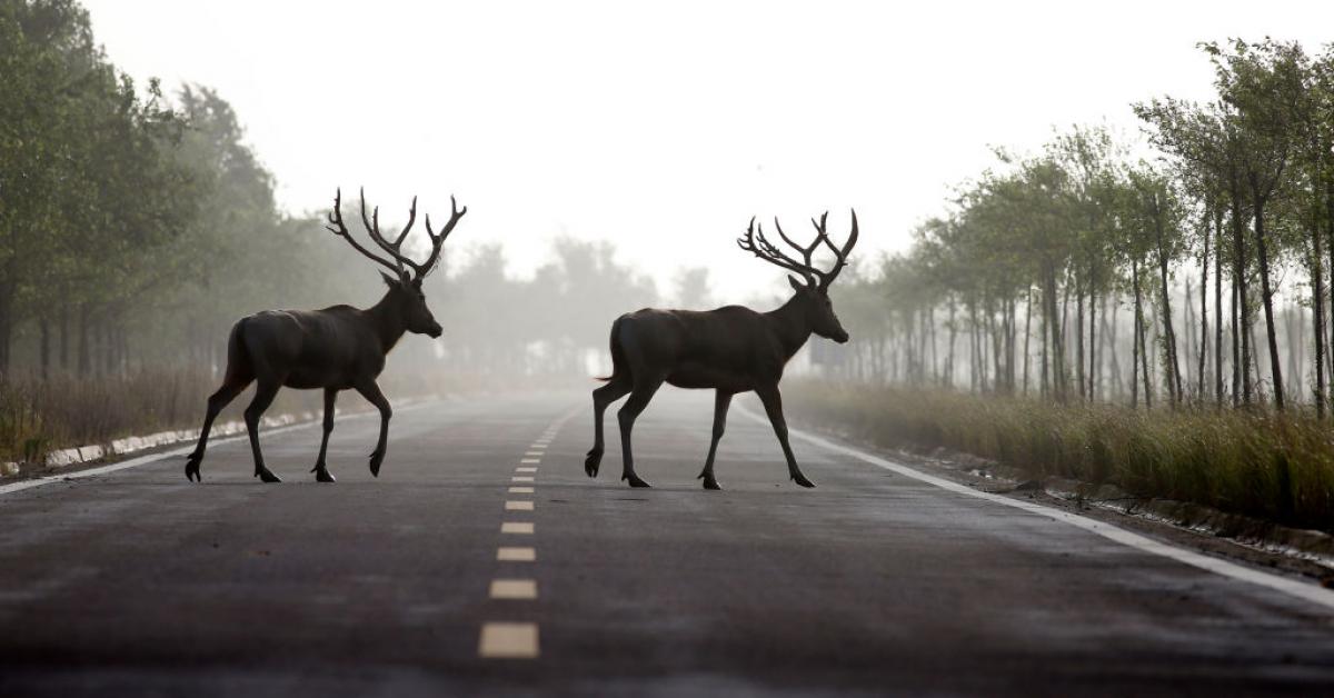 South Dakota AG killed pedestrian in car accident initially reported as collision with a deer