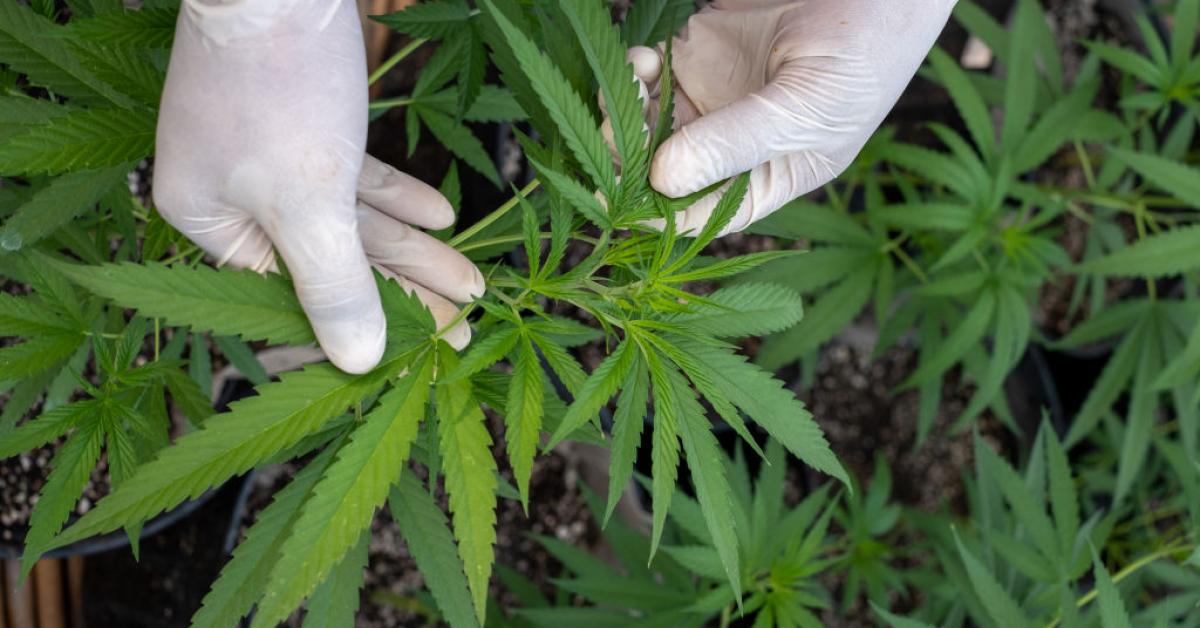 Cannabis compounds prevent COVID from entering human cells: study