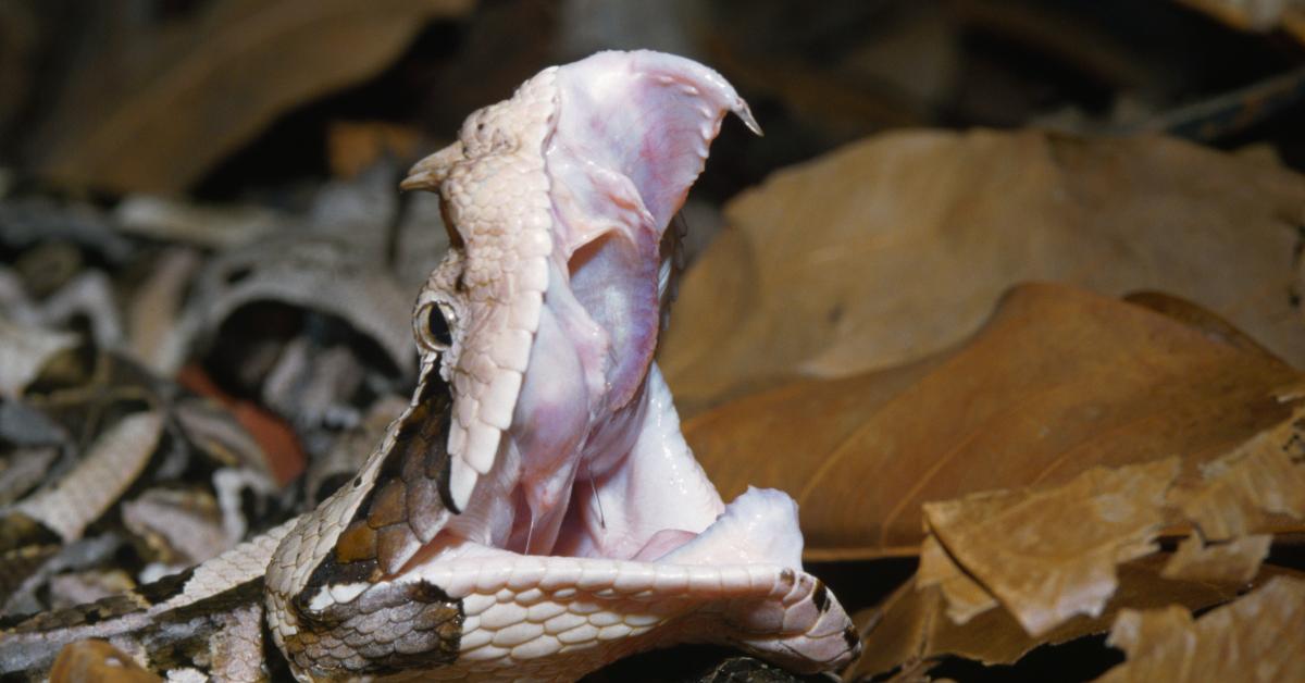 Justice Department busts S.C. man for illegal guns, mailing venomous snakes