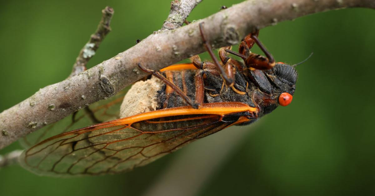 Massospora fungus in cicadas acts as psychedelic; could it affect their ...