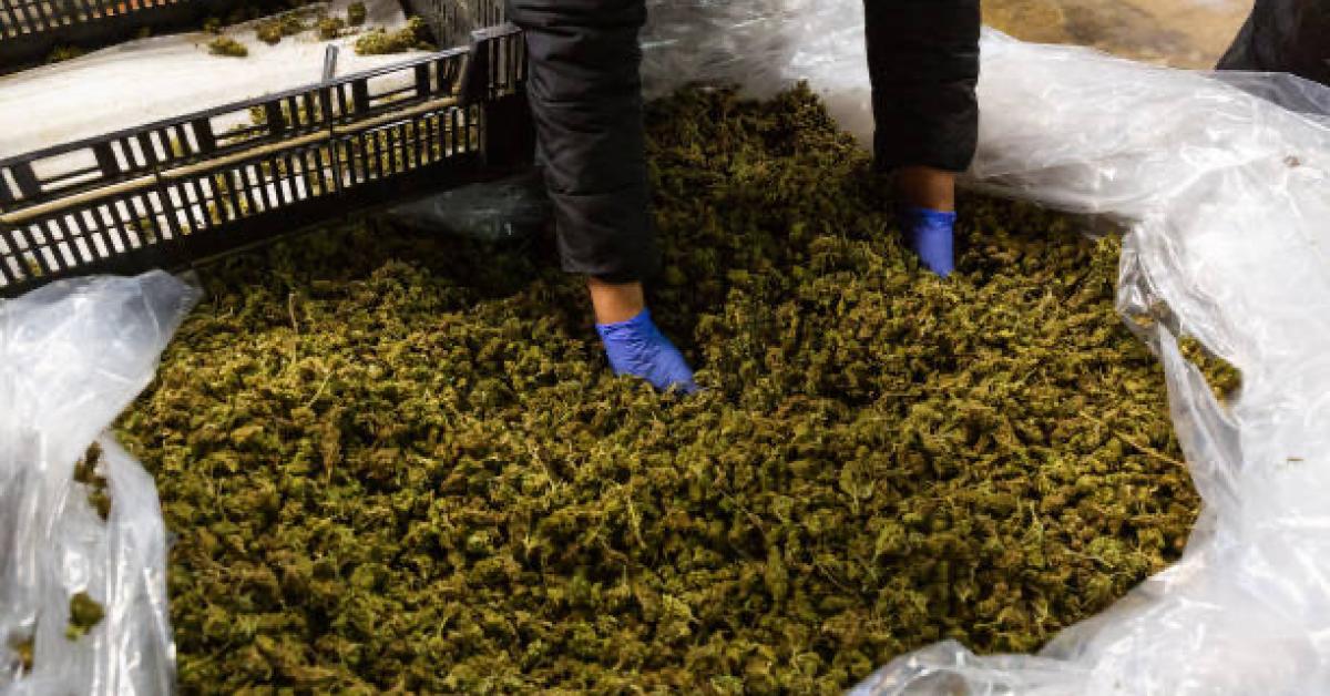 New Bill Proposed to Safeguard Traditional Values and Regulate Hemp Products