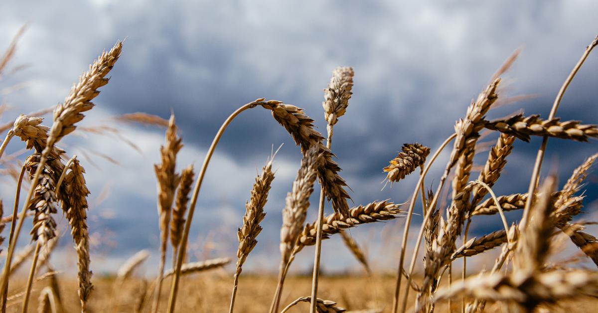 Russia, Ukraine sign grain export deal in Turkey with input from U.N., averting global food crisis