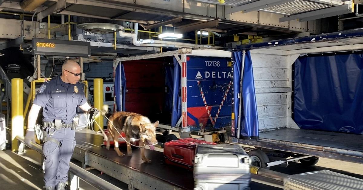 CBP intercepts 'world's most invasive grain pest' khapra beetle at Detroit airport