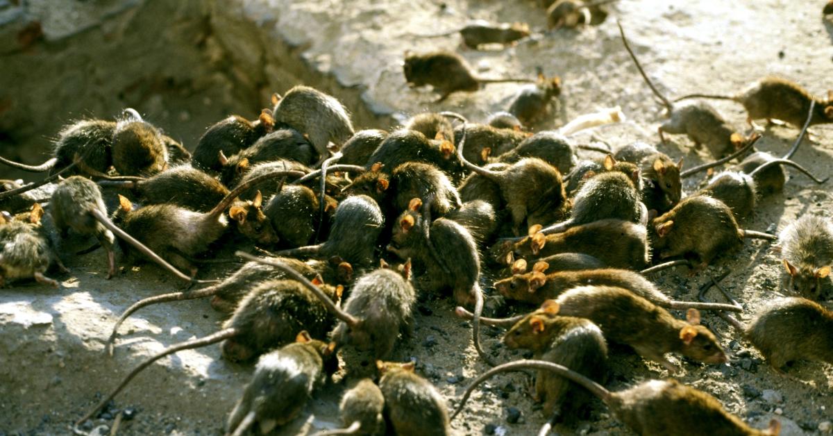 NYC Council Passes Bills To Tackle City Wide Rat Infestation Just The   GettyImages 121845278 