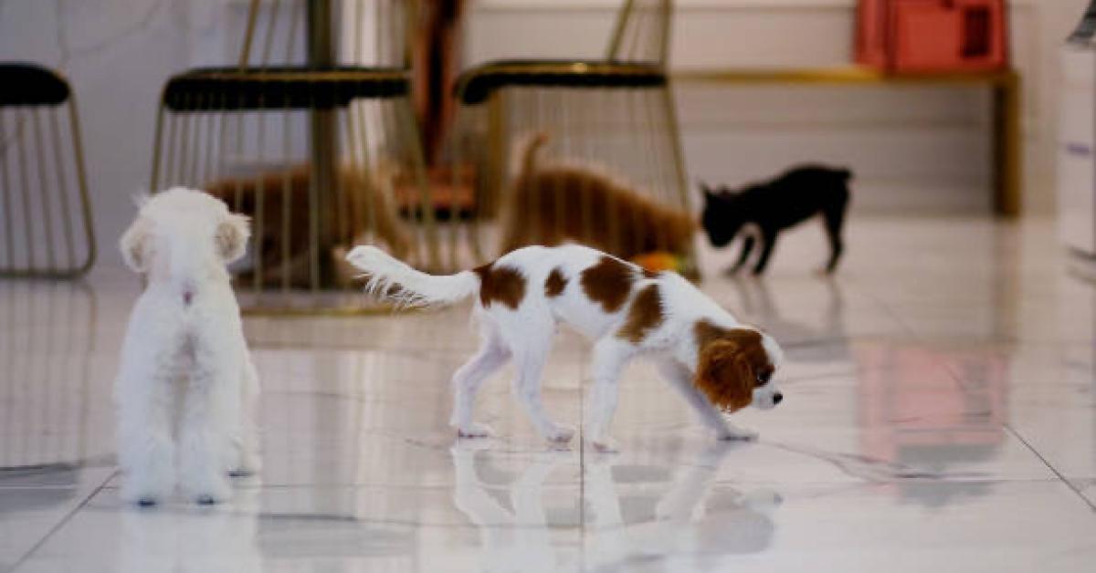 Pet stores in New York will be banned from selling pets under new law