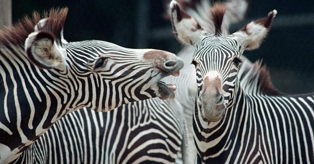 dallas zoo animals stolen