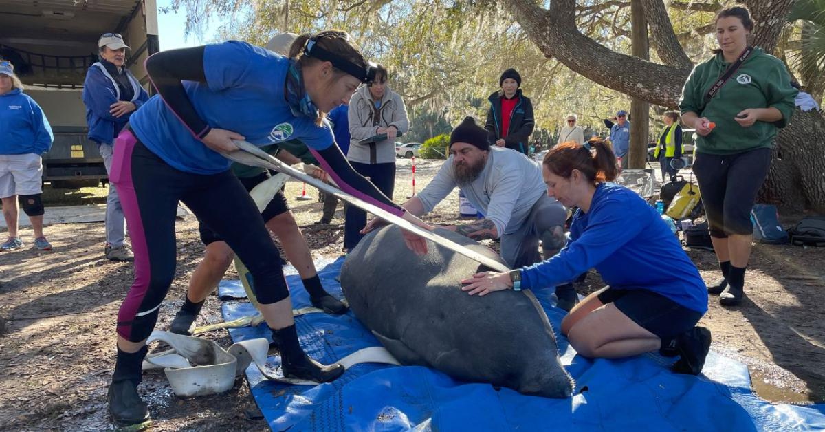 Record 12 manatees released into the wild Monday | Just The News