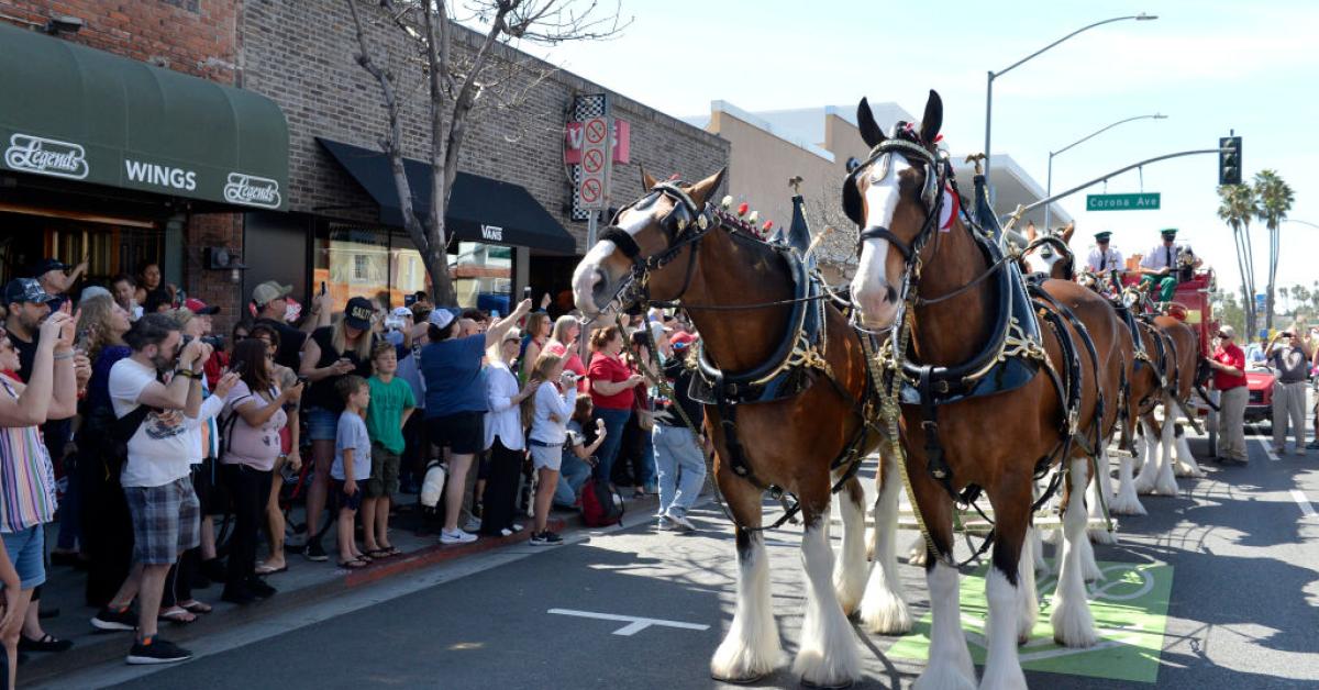 Budweiser Clydesdale appearances canceled over safety concerns amid